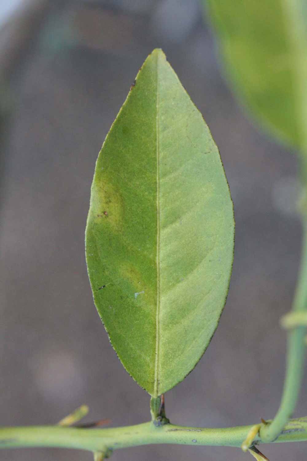            Unifoliolate leaf (Riverside, CA)   